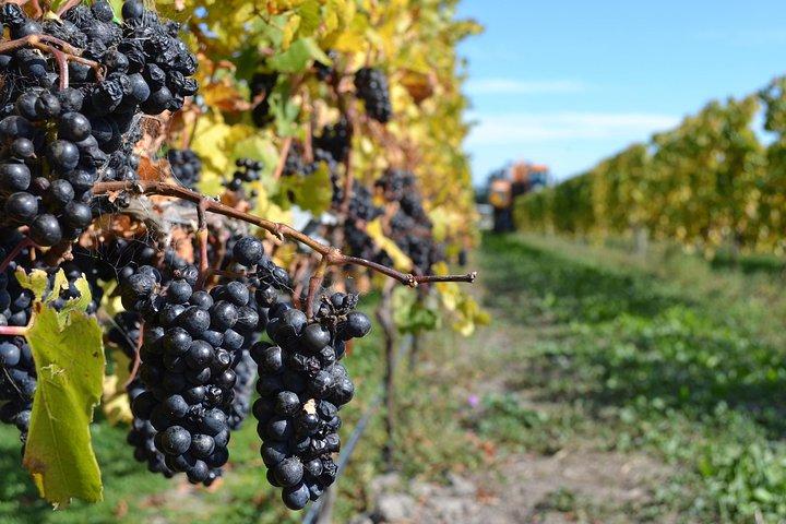 Waipara vin tur fra Christchurch - herunder frokost og smagsprøver