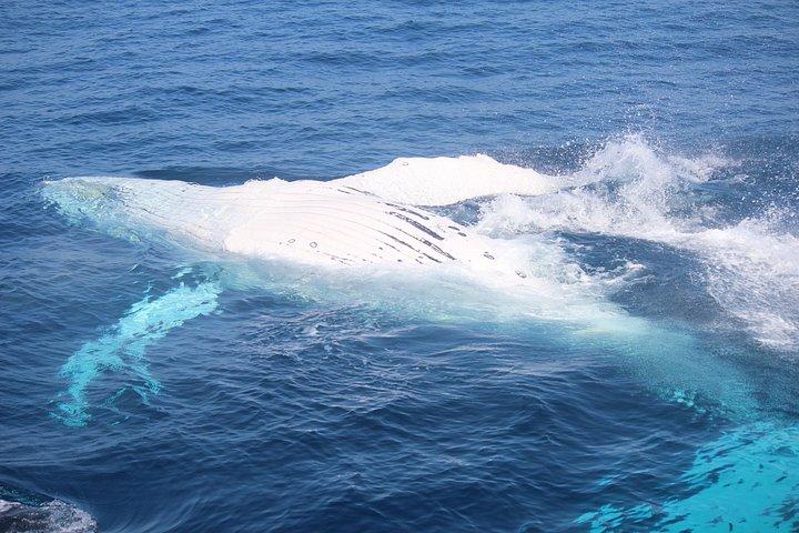 Whale Watching Cruise från Mooloolaba