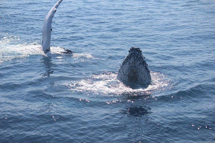 Whale Watching Cruise från Mooloolaba
