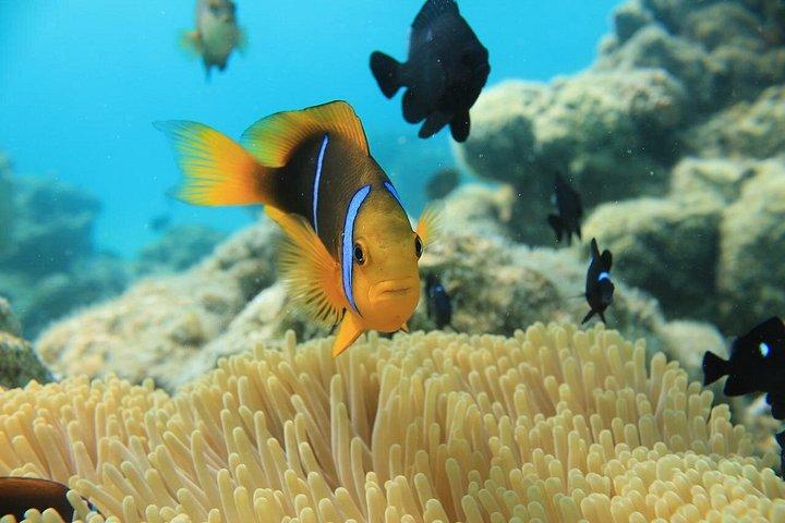 Helmet Diving Bora Bora – Underwater Walk with Aqua Safari