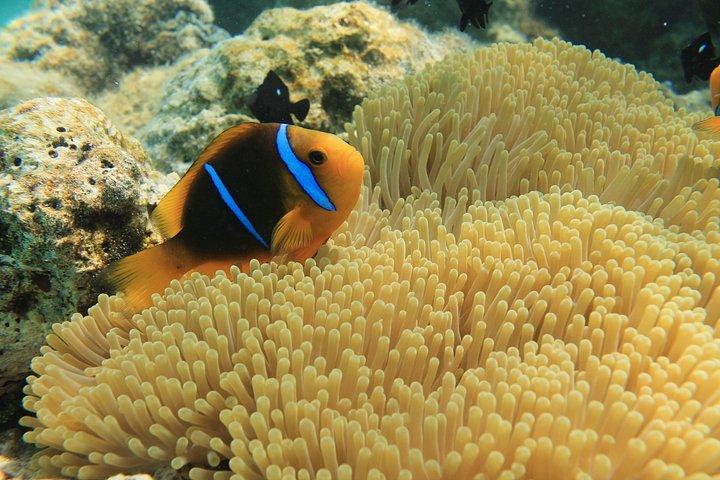 Helmet Diving Bora Bora – Underwater Walk with Aqua Safari