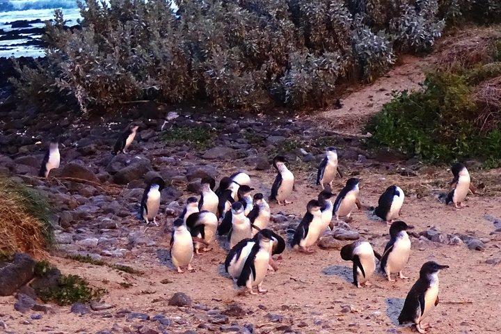Expérience privée de Phillip Island