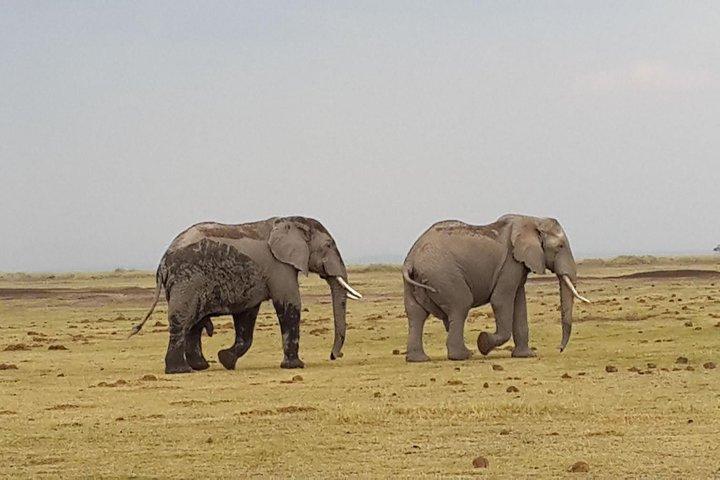 Amboseli Tented Camp 3 dagar Safari