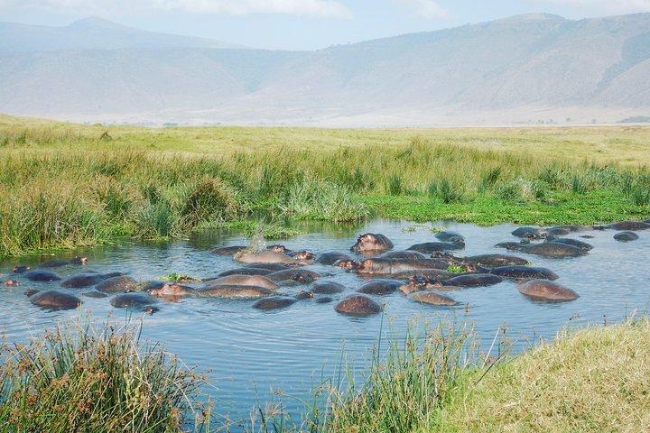 アルーシャからセレンゲティ、ンゴロンゴロ、タランギレへの5日間のサファリ