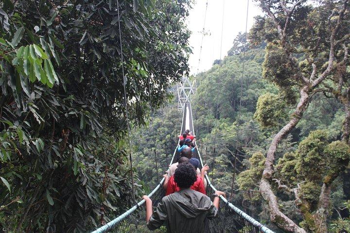 1 giorno di passeggiata a baldacchino nel parco nazionale Nyungwe