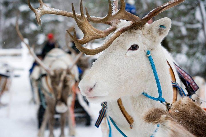 Rena da Lapónia e Safári Husky de Rovaniemi