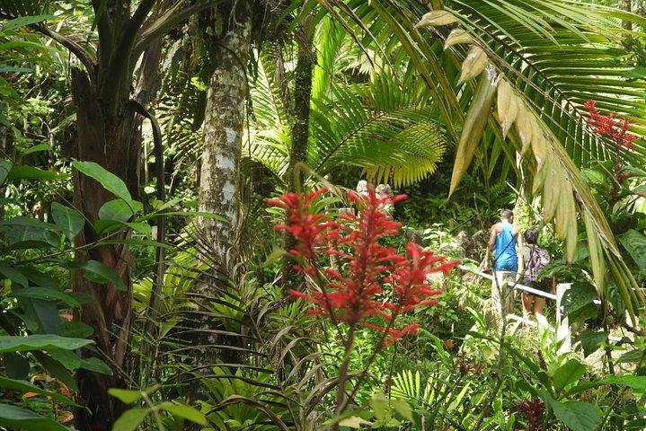 Combinatie van regenwoudwandeling en strand van Luquillo