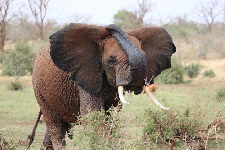 Tour di 3 giorni del Masai Mara