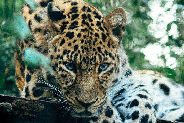 Tour di 3 giorni del Masai Mara