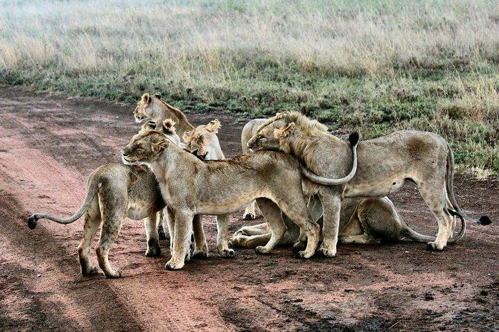9 jours au Kenya, en Tanzanie