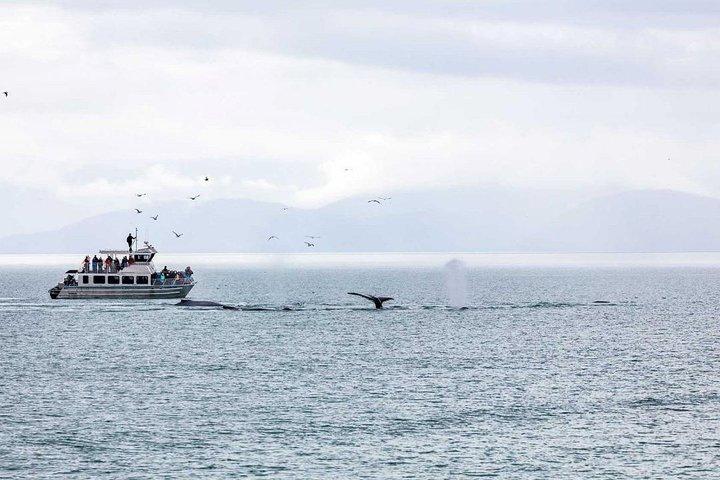 Mendenhall Glacier Park e Ultimate Whale Watch Combo
