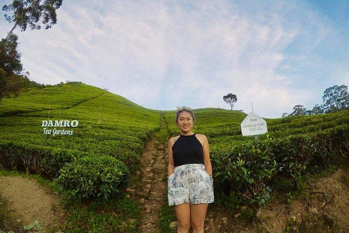 Nuwara Eliya-dagtocht (Little England) met vakantielopers Sri Lanka