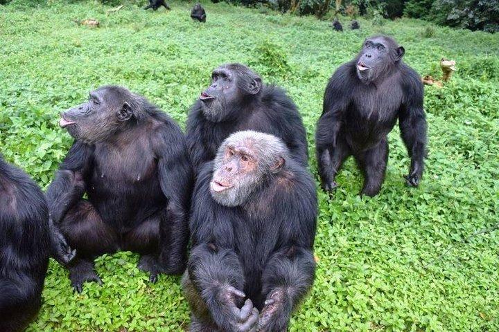 Excursão mágica de Natal em Entebbe, Uganda