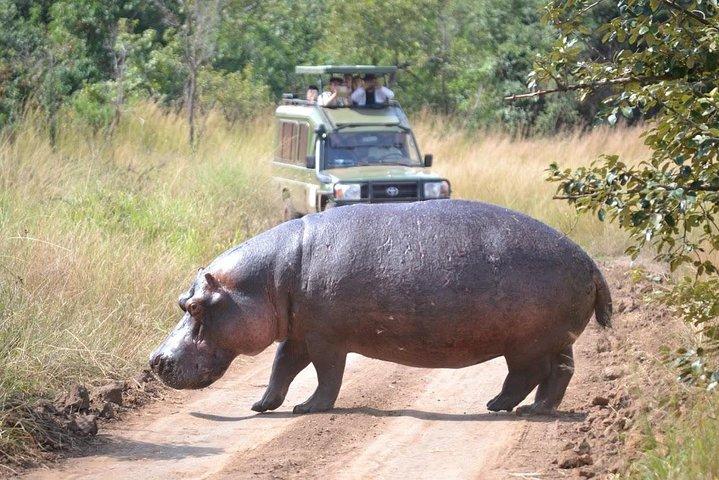 2 dage i Akagera National Park