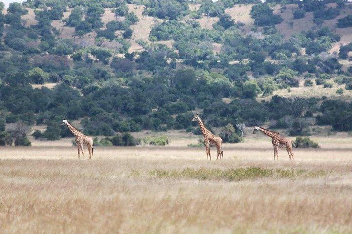 1日サファリ～アカゲラ国立公園～ビッグ5サファリ