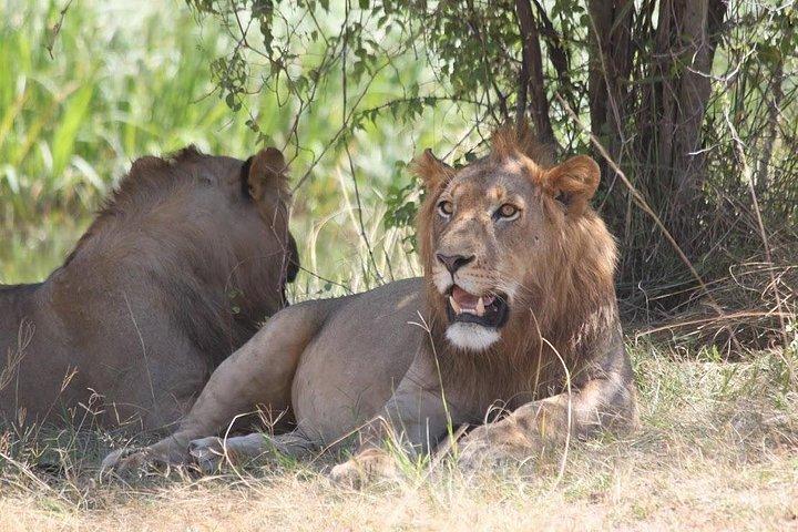 1日サファリ～アカゲラ国立公園～ビッグ5サファリ