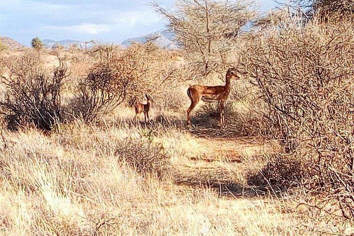 Nairobi park, Olifanten , Girraffe centrum & Dansen