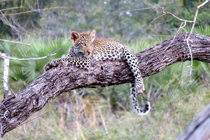 Tanzania familiesafari eventyr