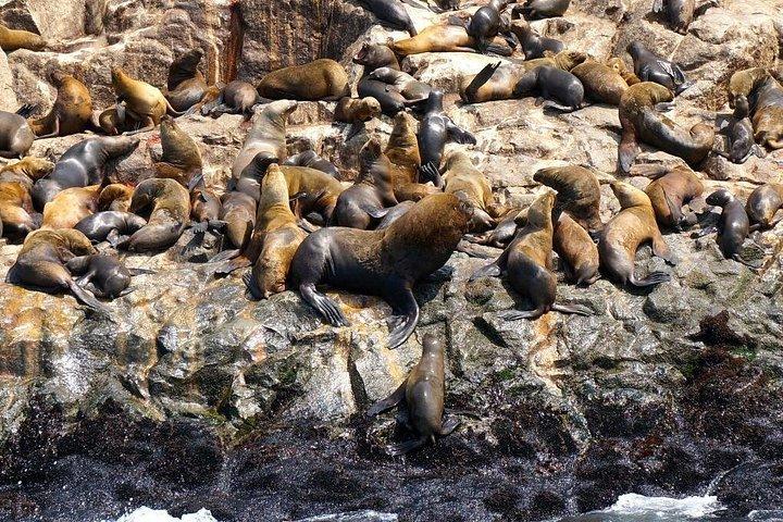 Nada Con Lobos Marinos En Las Islas Palomino