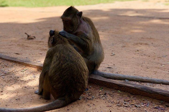 Explore Angkor Wat and Magical Temple VIP Private Tour