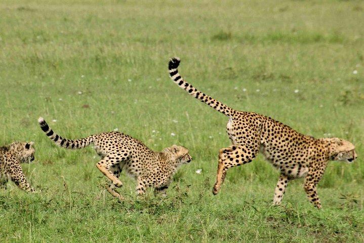 Maasai Mara Under Canvas 3 Days Safari