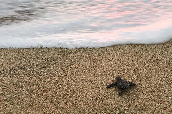 Libération de la tortue cabo