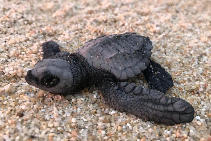 Libération de la tortue cabo