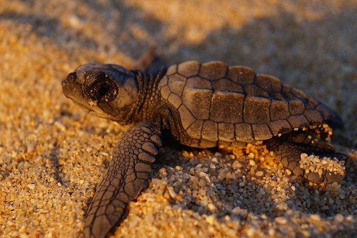 Libération de la tortue cabo