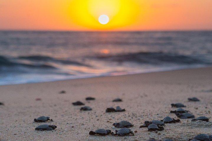 Libération de la tortue cabo