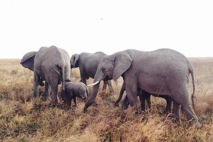 Dagtur Arusha National Park