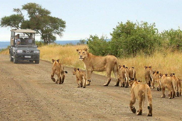 Private Shuttle to the Kruger National Park