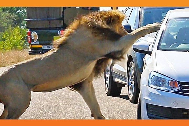 Private Shuttle to the Kruger National Park
