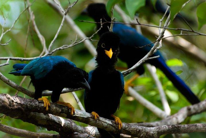 Birdwatching at The Mayan Cities with certified guide