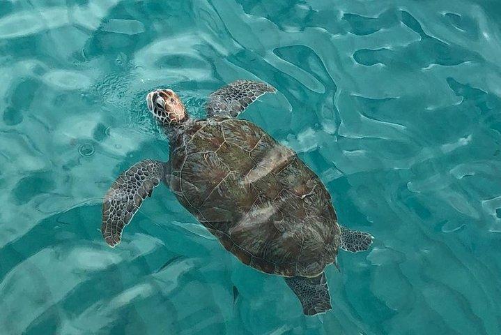 Tour privado de buceo / salto a la playa de Curazao