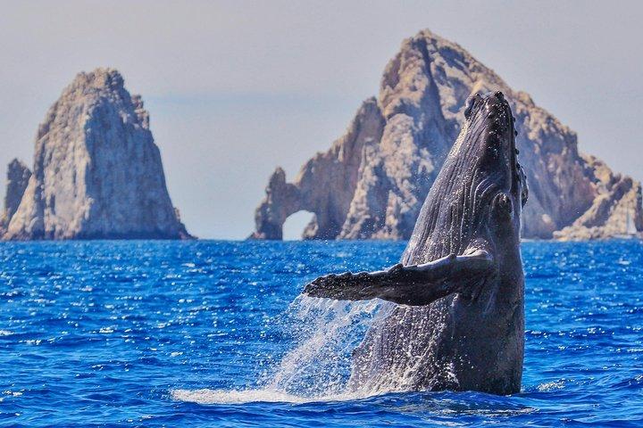 Cabo Whale Watching Tour med glasbåd