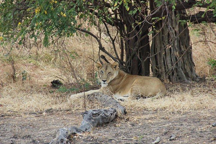 Safari de 3 días en Tanzania - Emnel Adventures
