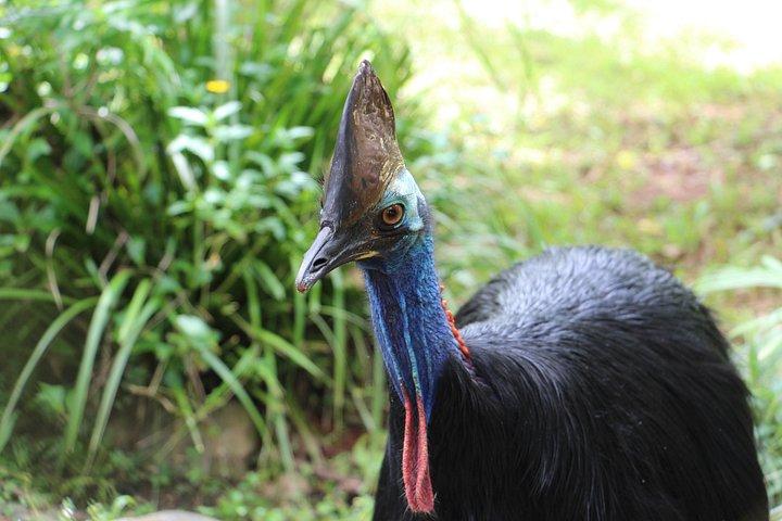 Classic Kuranda by Skyrail, Train, Rainforestation & Lunch (CKB)