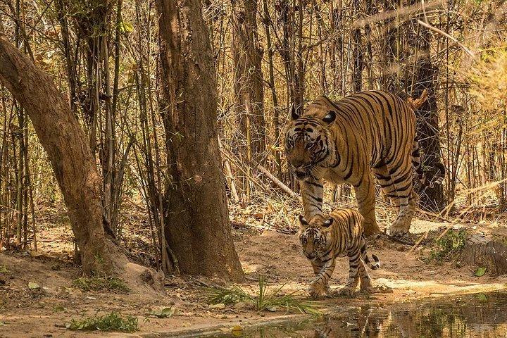 トラの垣間見るとラジャスタンの文化とタージの6日間のプライベートツアー