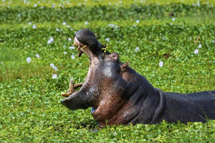 1 Tag Lake Mburo National Park
