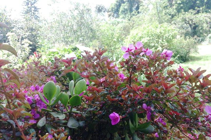 Nairobi til Kiambethu Tea Farm Tour