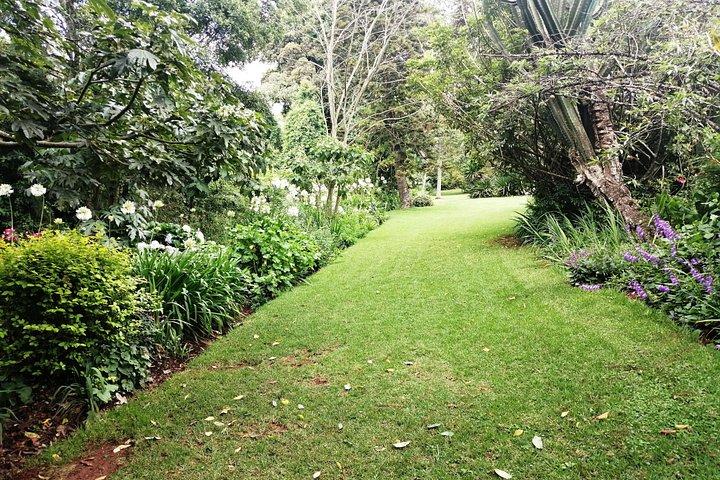 Nairobi til Kiambethu Tea Farm Tour