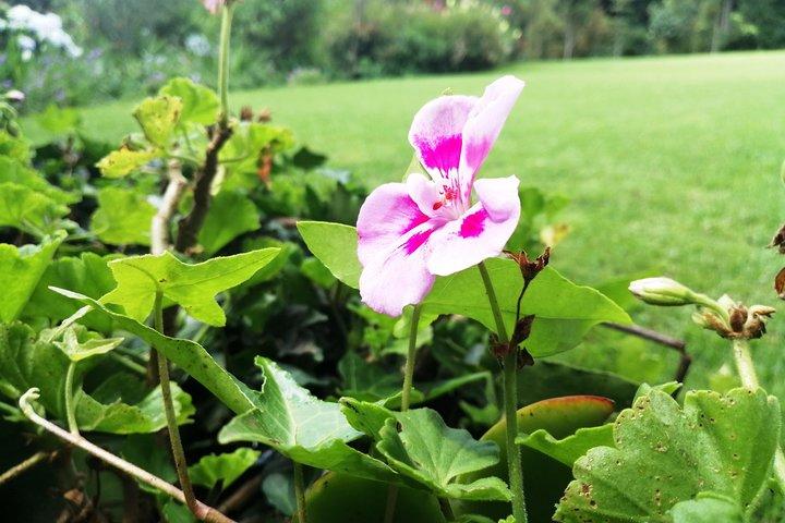 Nairobi til Kiambethu Tea Farm Tour