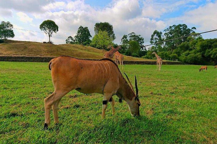 Visita guiada ao Parque Natural de Cabarceno a partir de Santander