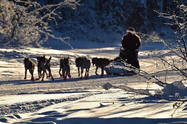 Esperienza di slitte trainate da cani e Mushing al Polo Nord