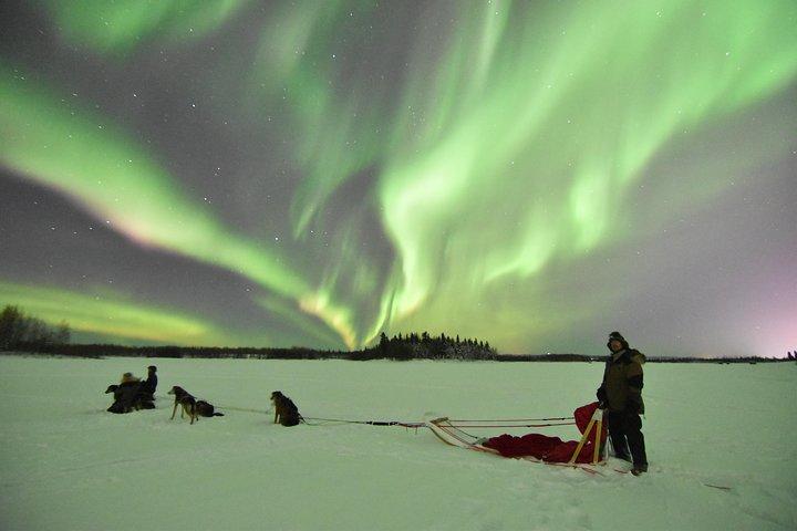 Esperienza di slitte trainate da cani e Mushing al Polo Nord