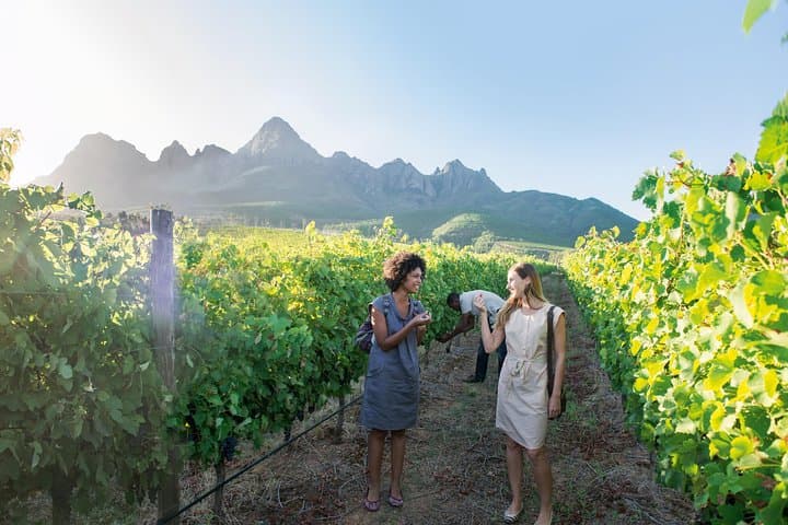 Constantia Winelands Private Wine Tour from Cape Town