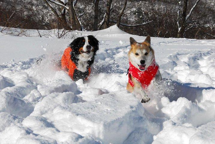 Tour de raquetas de nieve