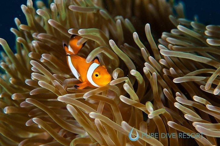 Nusa Penida Three Dives Trip for Certified Divers