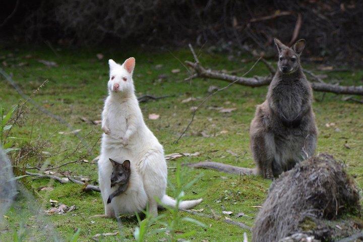 Tour di 3 giorni della Tasmania: Hobart, Port Arthur e Bruny Island