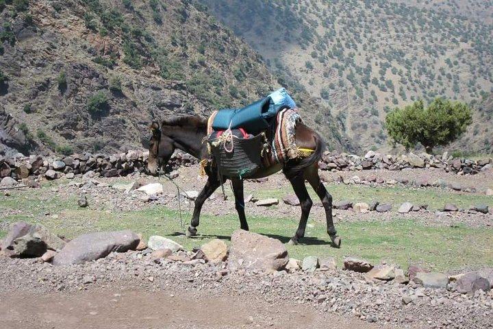 Kochkurs mit berbern im atlas berg tagestour von marrakech nach imlil
